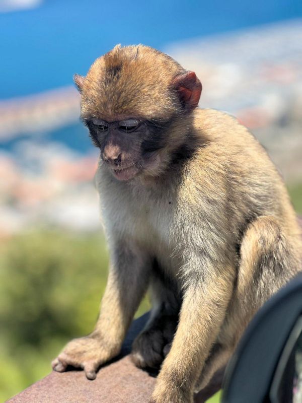 Gibraltar Monkeys