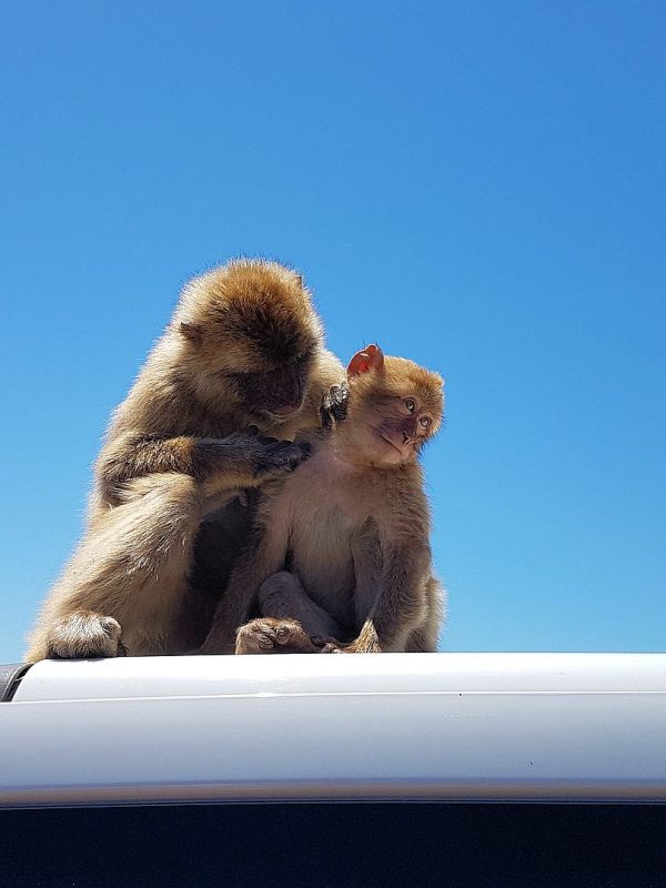 Gibraltar Monkeys