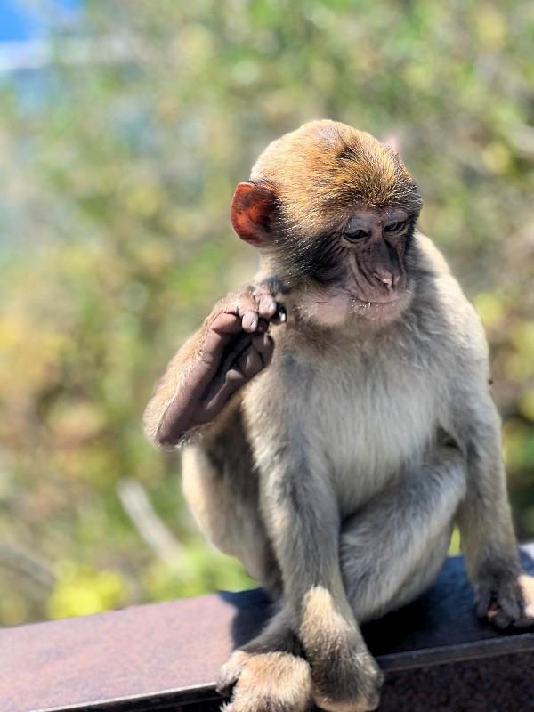 Gibraltar Monkeys