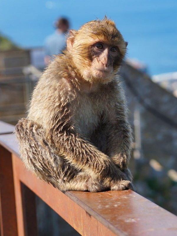 Gibraltar Monkeys