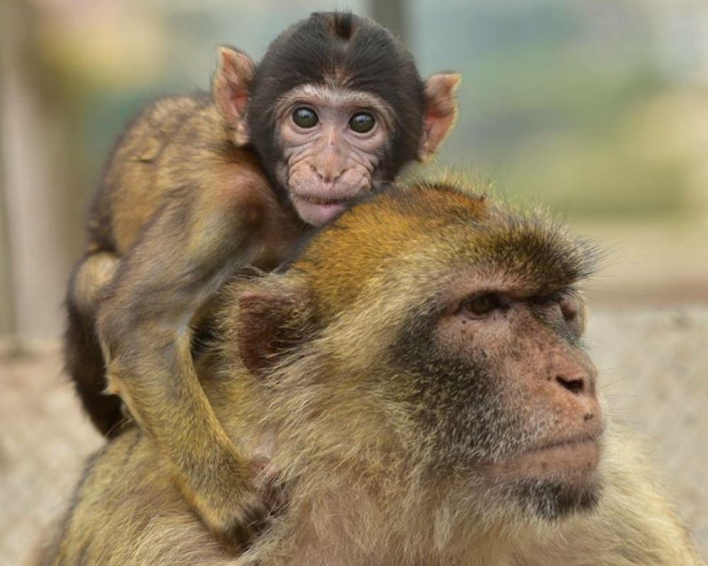 Gibraltar Silver Tour